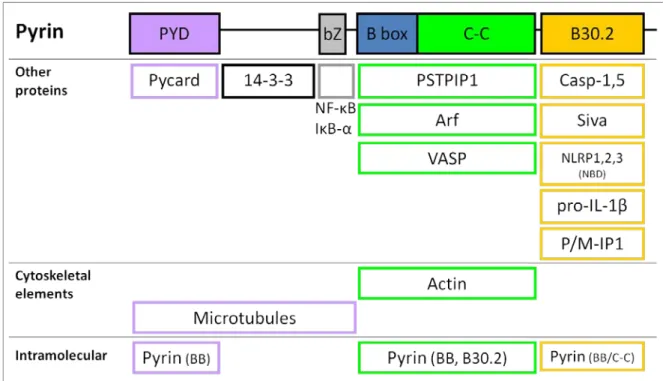 Figure 1.2. Pyrin’s molecular interactions.  Through co-immunoprecipitation experiments  and/or co-localization experiments using cells overexpressing Pyrin, the human Pyrin protein  has been shown to interact with several proteins, itself, and cytoskeleta