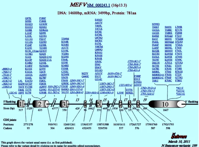 Figure 1.4.  Mefv sequence variants.  Polymorphisms within the Mefv gene are found primarily  within exons, especially exon 10, and are single nucleotide polymorphisms that cause missense  mutations or single amino acid deletions or duplications