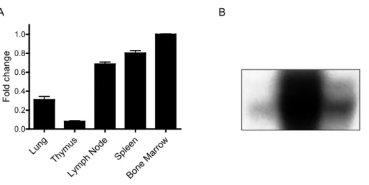 Figure  2.1.  Mefv  is expressed in immune tissues.  A, Real-time  PCR  analysis of Mefv  expression in WT tissues