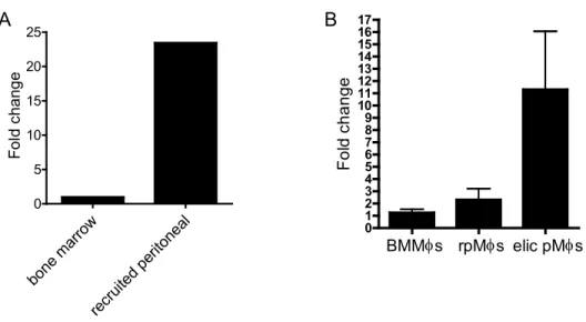 Figure 2.2.  Mefv  expression increases  upon matuaration of neutrophils  and  macrophages collected from mice