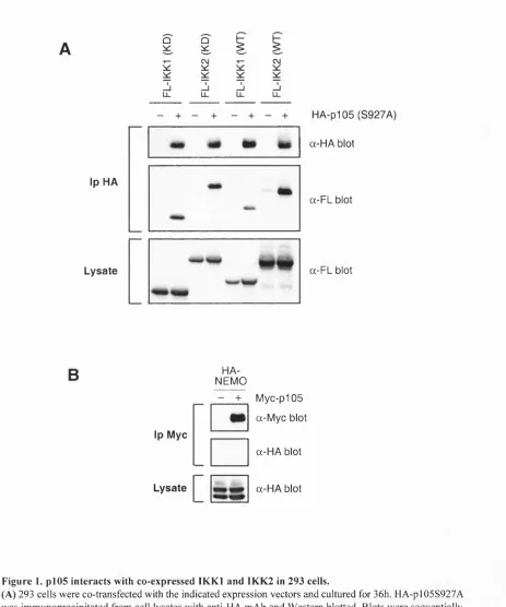 Figure 1. p l0 5  interacts with co-expressed IK K l and IKK 2 in 293 cells.