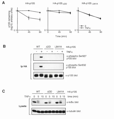 Figure 9. The p i 05 death dom ain is essential for T N Fa-induced serine 927/932 phosphorylation and 