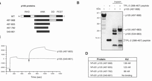 Figure 10. The TPL-2 C-terminus binds to residues 497-539.(A) Schematic diagram of recombinant p i05 proteins