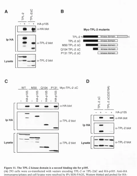 Figure 11. The TPL-2 kinase domain is a second binding site for p i 05.