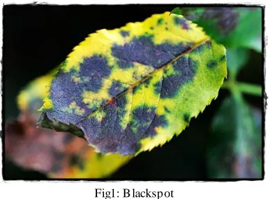 Fig 2: Powdery Mildew  