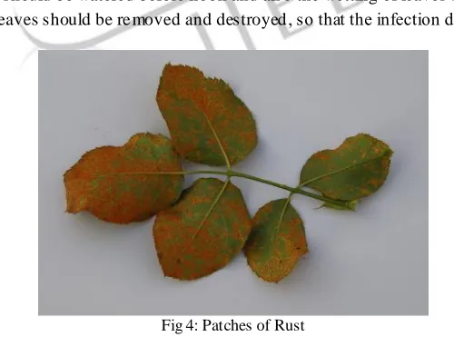 Fig 4: Patches of Rust  