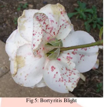 Fig 5: Bortyritis Blight  