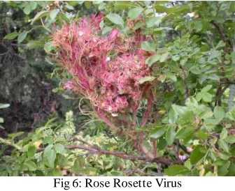 Fig 6: Rose Rosette Virus  