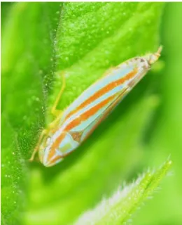 Fig 10: Fuller Rose Beetle  