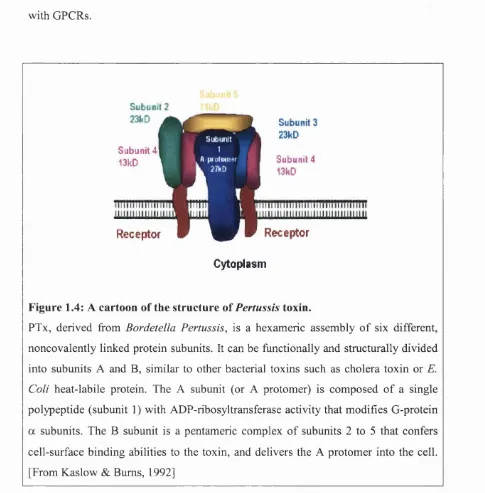 Figure 1.4: A cartoon of the structure of Pertussis toxin.