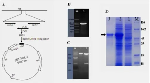 Figure 3expression plasmid pET 32-UL31A Schematic representation UL regions of the DEV genome containing the UL31 gene and strategy for construction of the A Schematic representation UL regions of the DEV genome containing the UL31 gene and strategy for co