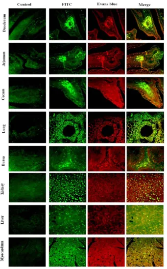 Figure 8Tissue distribution of the UL31 antigen in various organs of DEV-infected ducksTissue distribution of the UL31 antigen in various organs of DEV-infected ducks