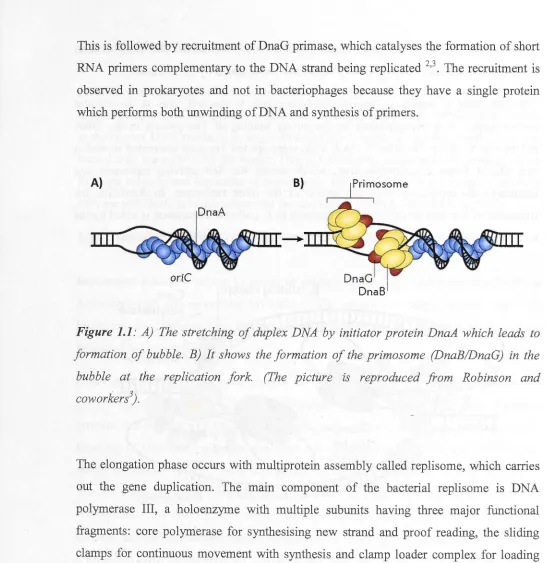 Figure 1.1: A) The stretching of duplex DNA by initiator protein DnaA which leads to 
