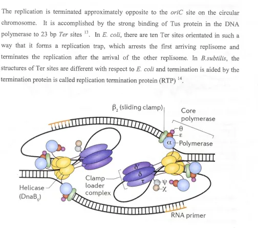 Figure 1.2: The elongation phase of DNA replication depicting the interactions between 