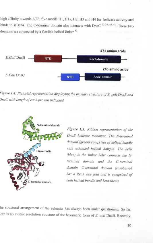 Figure 1.4: Pictorial representation displaying the primary structure of E. coli DnaB and 