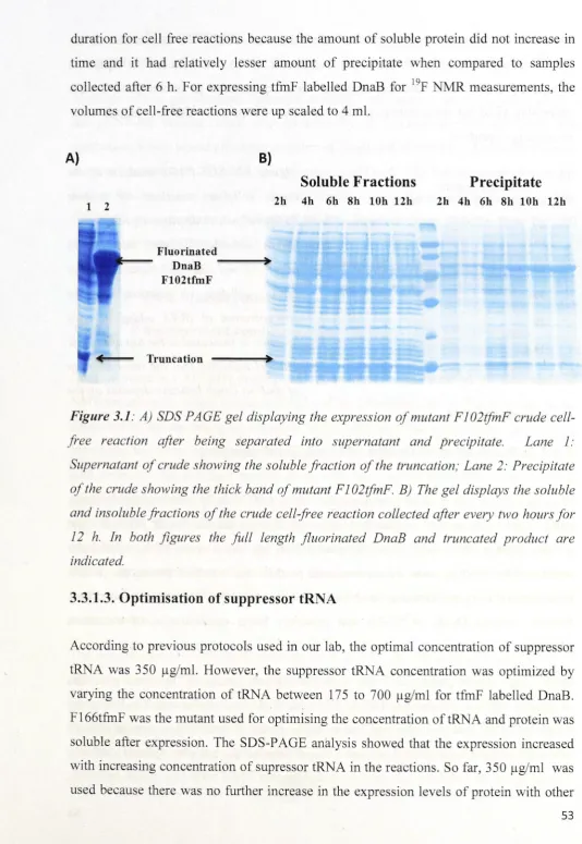 Figure 3.1: A) SDS PAGE gel displaying the expression of mutant Fl02ifmF crude cell-
