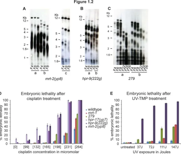 Figure 1.2 Characterization of novel telomere maintenance-defective mutants. A-C)  Terminal restriction fragment analysis of DNA from consecutive generations of yp8, 222g, and  279 mutant lines indicates progress telomere shortening