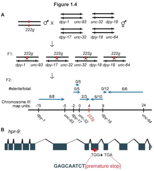 Figure 1.4 A novel mutation that displayed hallmarks of telomerase deficiency, 222g, was  mapped to the hpr-9 gene on Chromosome III
