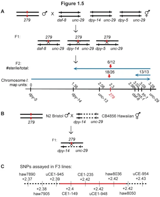 Figure 1.5 A novel mutation that displayed hallmarks of telomerase deficiency, 279, was  mapped to a candidate region of 29 genes on Chromosome I