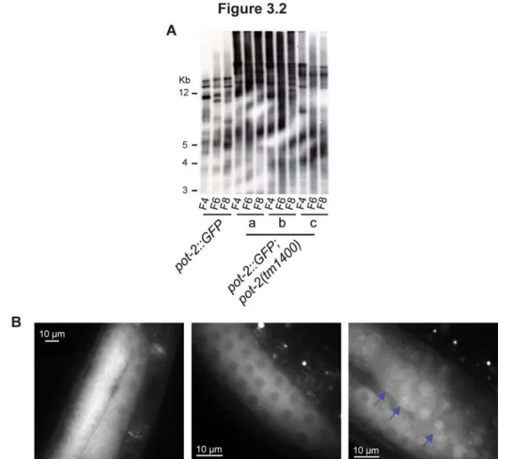 Figure 3.1. POT-1 and POT-2 are negative regulators of telomere replication.  A) A  representation of the four POT-1 homologs in C