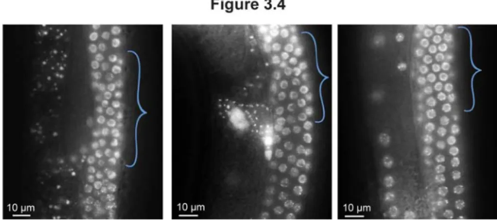 Figure 3.4. POT-1::mCherry localization in transition zone germline nuclei. POT-