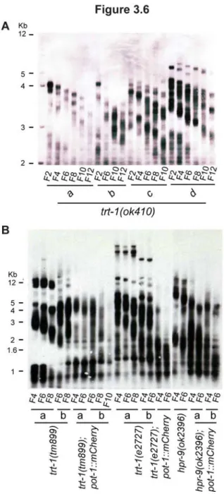 Figure 3.6. Telomerase reverse transcriptase mutants exhibit progressive telomere erosion,  which is exacerbated by the presence of a POT-1::mCherry fusion protein