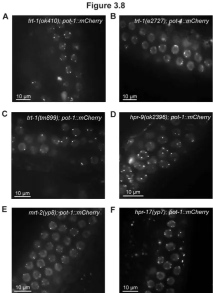 Figure 3.8. POT-1::mCherry localization in several telomere maintenance-defective  mutants
