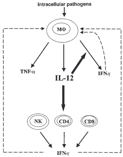 Figure 7Schematic model for the role of IL-12 in type 1 cytokine cascades in bothTh1 differentiation and IFN-macrophages