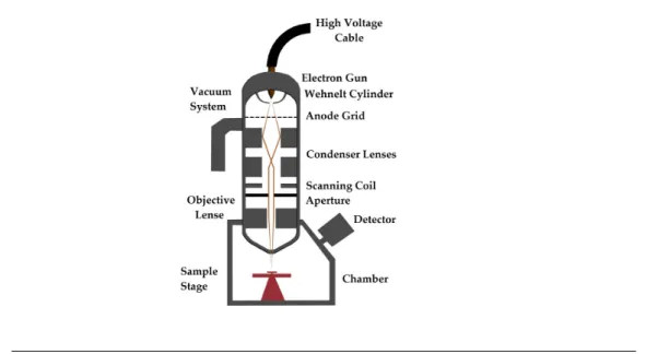 Figure 2.1: Schematic design of the SEM interior