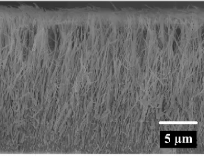 Figure 2-11. Cross-section of hydrothermal method grown TiO 2  nanowire array on Ti substrate