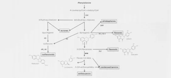 Figure 1.1 - Major branches of the flavonoid biosynthesis pathway. Some of the critical enzymes are highlighted in bold and are abbreviated as follows - CHS, Chalcone 