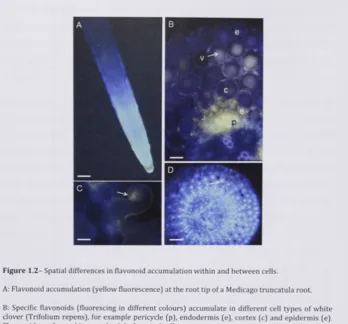 Figure 1.2- Spatial differences in flavonoid accumulation within and b e t w e e n cells