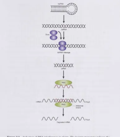 Figure 2.1 - Induction of RNA interference In plants. The hairpin transgene induces the silencing complex (RISC) that binds to complementary nucleotides and degrades them