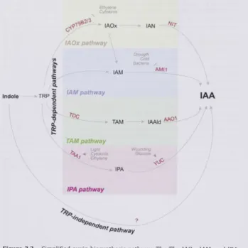 Figure 3.2 - Simplified auxin biosynthesis pathway. The The lAOx, lAM, and IPA 