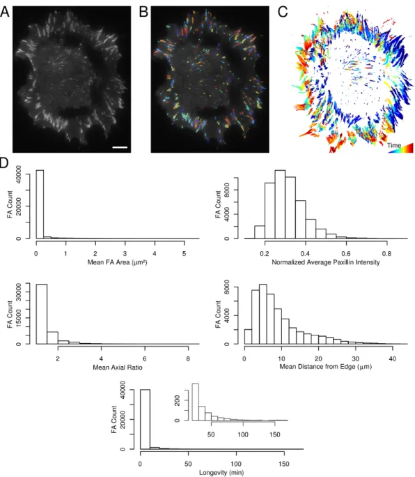 Figure 2.2: Applying quantitative image processing methods to FA images allows compre- compre-hensive characterization of FA properties