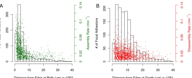 Figure 2.5: Spatial properties of FA positions at birth and death. (A) The majority of adhesions are born within 5 µm of the cell edge and the greatest variance in assembly rates are also observed in this 5 µm band