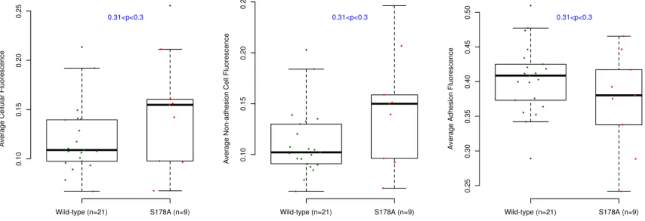 Figure 2.11: There are no significant differences between the expression levels in the EGFP- EGFP-Paxillin and EGFP-EGFP-PaxillinS178A cell lines