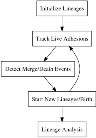 Figure 2.12: Flow chart for the tracking software adhesion following algorithm.