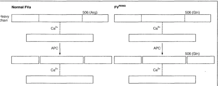 Fig. 1: Model of factor Va and factor Va" 5060 , both composed of a heavy and a light chain