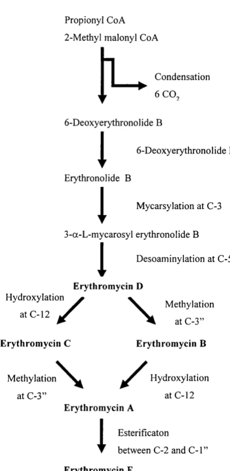 Figure 1-5 Biosysnthesis of the various forms of erythromycin analogues.