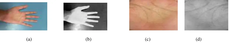 Figure 1. (a) Input image of Hand (b) Obtain Binary hand image from the Input (c) Extracted Palm print Image (d) Palm print Image in Gray scale Intensity Format 