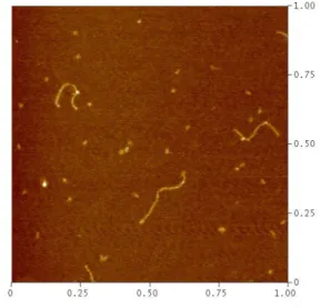 Figure 4.4 Representative AFM images 