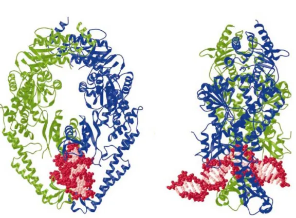 Figure 1.2 Crystal structure of Taq MutS  (Obmolova 2000) 