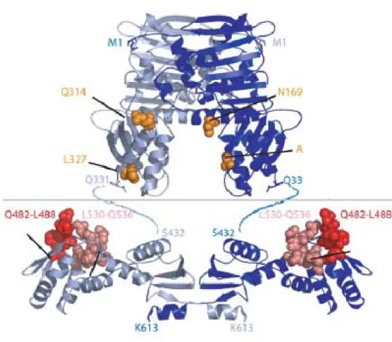Figure 1.3 Crystal structure of MutL  