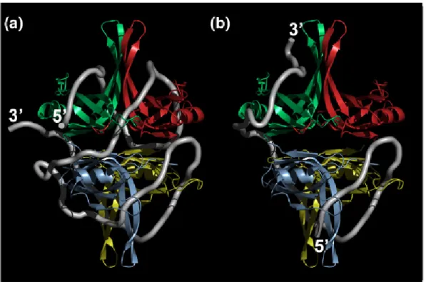 Figure 1.6 SSB binding mode in the presence of DNA (Roy 2007) 
