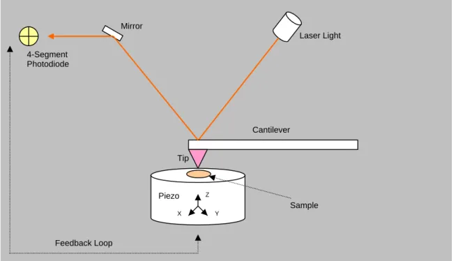 Figure 1.7 Schematic of AFM 