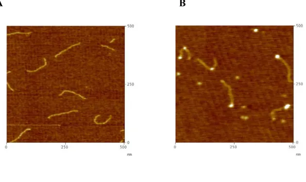 Figure 3.2 Representative AFM images 