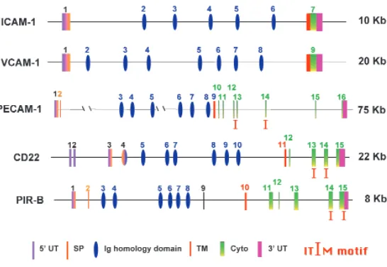 Figure 2Organization of the genes encoding selected Ig-CAMs and Ig-ITIM family members