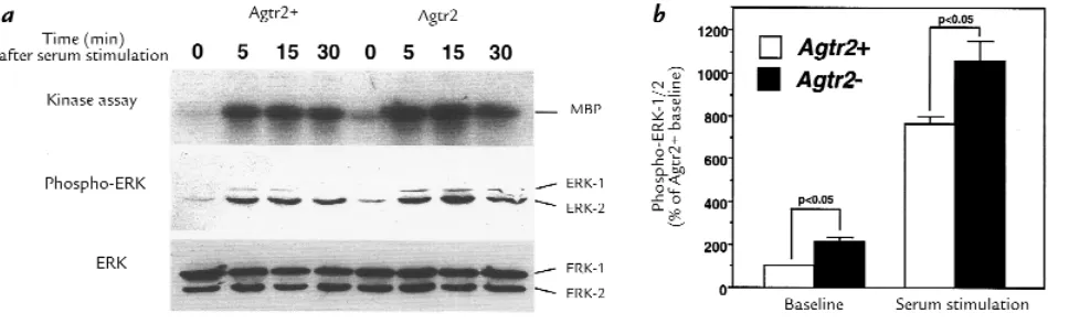 Figure 4ERK activity at baseline and in response to serum in wild-type (