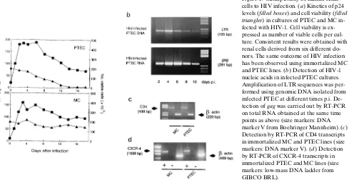 Figure 1. Susceptibility of human renal cells to HIV infection. (a) Kinetics of p24 levels (filled boxes) and cell viability (filled triangles) in cultures of PTEC and MC in-fected with HIV-1